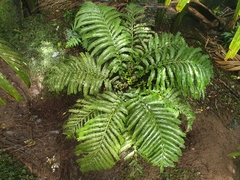 Asplenium surrogatum