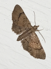 Eupithecia peckorum
