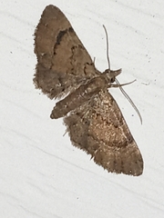 Eupithecia peckorum
