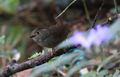 Schoeniparus brunneus