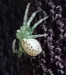 Diaea