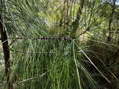 Pinus elliottii