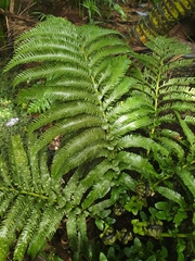 Asplenium surrogatum
