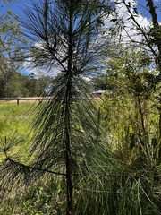 Pinus elliottii