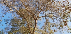 Sclerocarya birrea