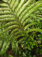 Asplenium surrogatum