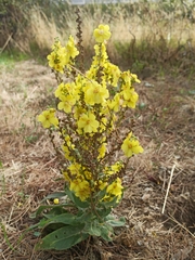 Verbascum pulverulentum