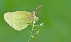 Colias palaeno
