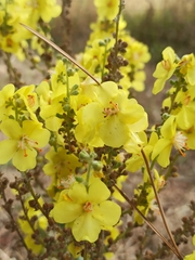 Verbascum pulverulentum