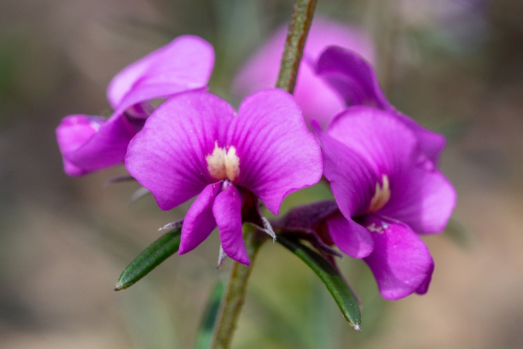 Mirbelia speciosa