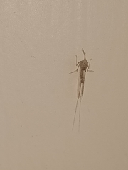 Callibaetis