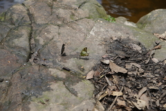 Graphium antiphates