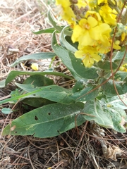Verbascum pulverulentum