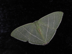 Urolitha bipunctifera