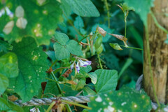 Amphicarpaea edgeworthii