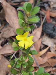 Hibbertia villosa