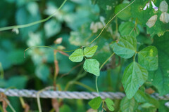 Amphicarpaea edgeworthii