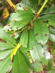 Otiorhynchus sulcatus