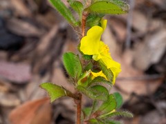 Hibbertia villosa