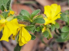 Hibbertia villosa