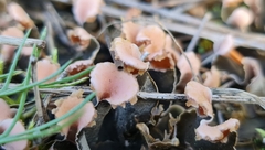 Peltigera malacea