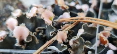 Peltigera malacea