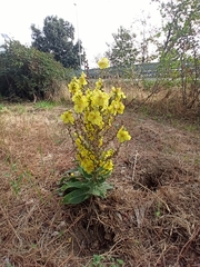 Verbascum pulverulentum