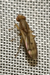 Opomyza germinationis