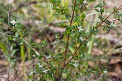 Boronia algida