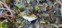 Peltigera malacea