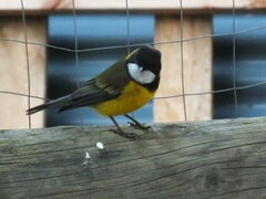 Pachycephala fuliginosa