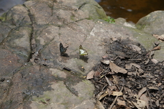 Graphium antiphates