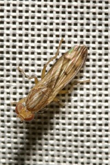 Opomyza germinationis