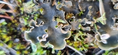Peltigera malacea