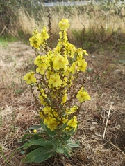 Verbascum pulverulentum