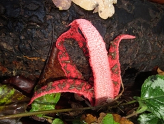 Clathrus archeri