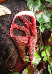 Clathrus archeri