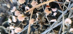 Peltigera malacea