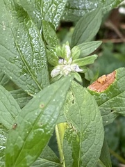 Asphondylia rosulata