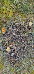 Peltigera malacea