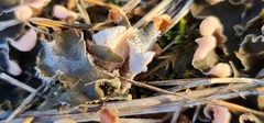 Peltigera malacea