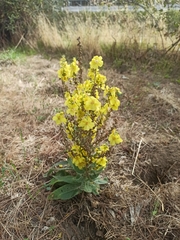 Verbascum pulverulentum