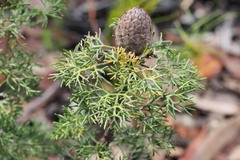 Petrophile canescens