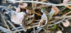 Peltigera malacea