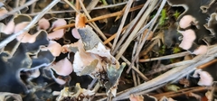 Peltigera malacea