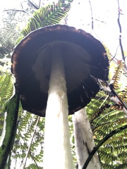 Coprinus comatus