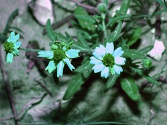 Melampodium cinereum
