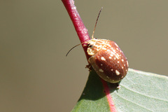 Paropsis marmorea