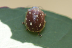 Paropsis marmorea