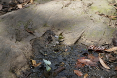 Graphium antiphates